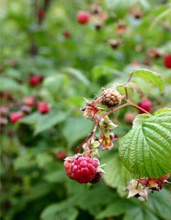 Raspberry