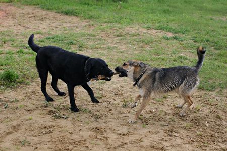 Two dogs fight for stick.