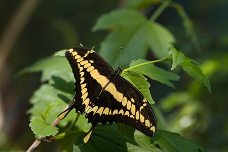 Beautiful butterfly in the garden.の写真素材