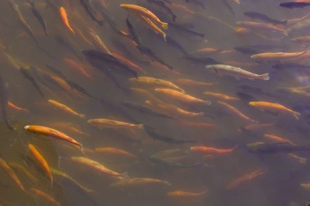 Trout in a pond on a fish farm.の写真素材