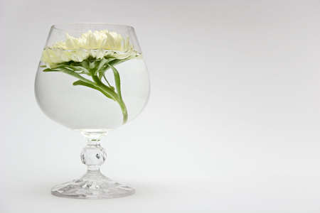 White flower in a glass. Still life.の写真素材