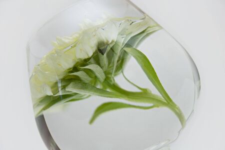 White flower in a glass. Still life.の写真素材