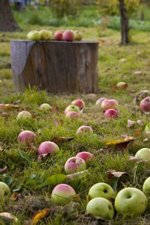 Apples lay on the ground. 
