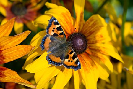 Butterfly in a flower. の写真素材
