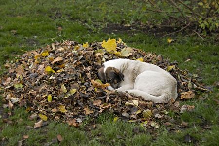 The stray dog lies on autumn leaves.の写真素材