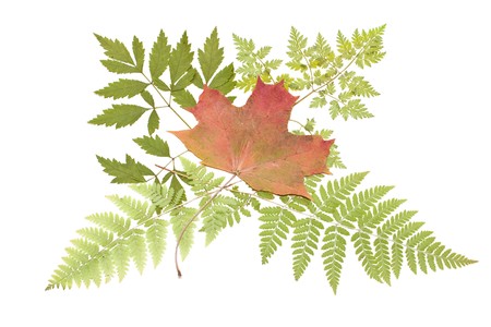 The dried plants for a herbarium on a white background.