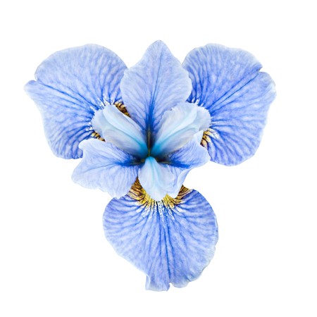 Beds with irises in a summer garden.の写真素材