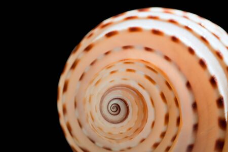 Sea shell isolated on the black background.