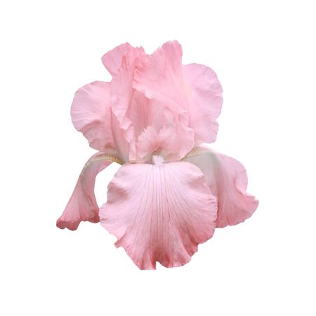 Pink iris isolated on a white background.の写真素材