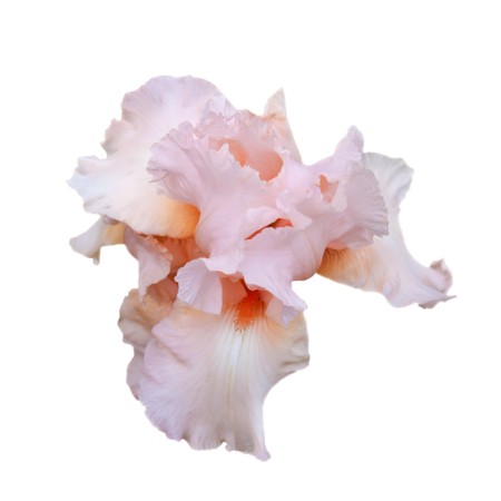 Pink iris isolated on a white background. Soft filter.の写真素材