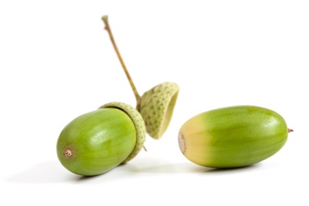 Two green acorn fruits isolated on white background.の写真素材