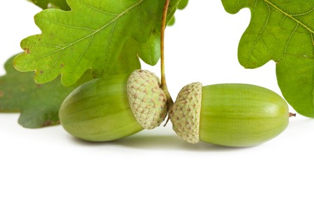 Two green acorn fruits isolated on white background. の写真素材