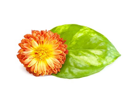 Red-yellow flower with green leaf isolated on a white background.の写真素材