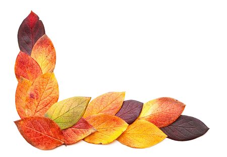 Autumnal leaves isolated on a white background.の写真素材