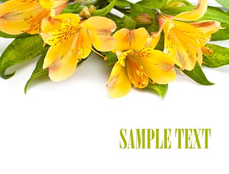 Yellow alstromeria isolated on a white background.の写真素材