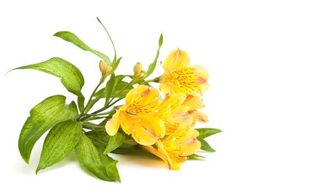Yellow alstromeria isolated on a white background.の写真素材