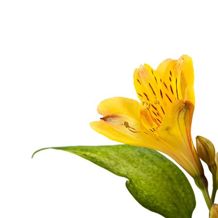 Yellow alstromeria isolated on a white background.の写真素材