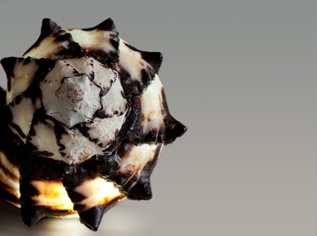 Sea shell on the dark grey background.の写真素材