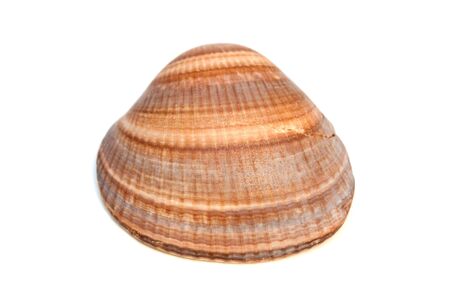 Sea shell isolated on the white background.