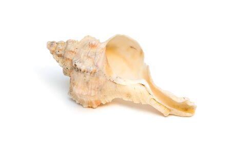 Sea shell isolated on the white background. 