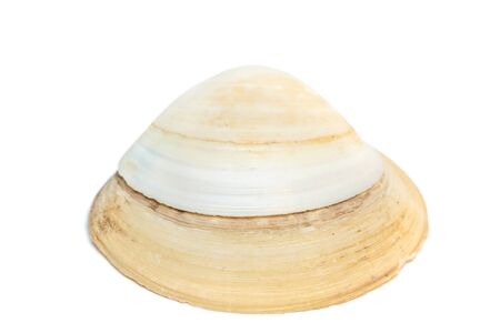 Sea shell isolated on the white background.の写真素材