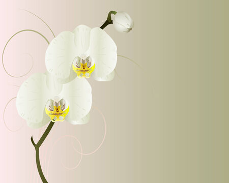 orchids on a green and pink background.のイラスト素材