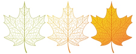 Three vector colored maple leaves on a white.のイラスト素材