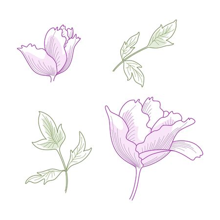Vector hand drawn fantasy peony and leaves.のイラスト素材
