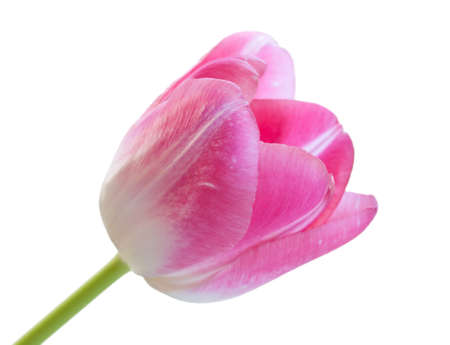 Flower pink tulip isolated on a white background.の写真素材