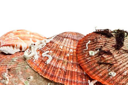 Sea shells isolated on the white background.