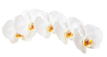 White orchids isolated on a white background.の写真素材