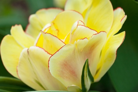 The tulip close-up in a spring garden.の写真素材