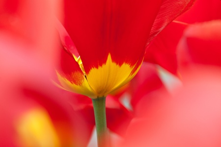 The tulip close-up can be used as a background.の写真素材