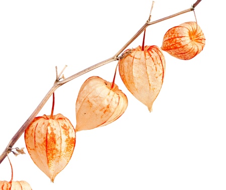 Physalis alkekengi isolated on a white background. の写真素材