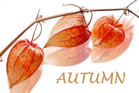 Physalis alkekengi isolated on a white background.の写真素材