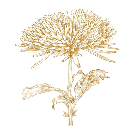 Vector chrysanthemum flower in vintage engraving style. のイラスト素材