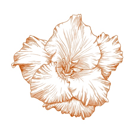 Vector gladiolus flower in vintage engraving style.のイラスト素材