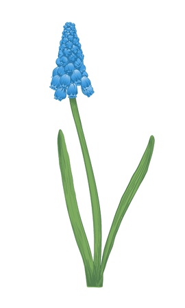 Vector hyacinth flower in vintage engraving style.のイラスト素材