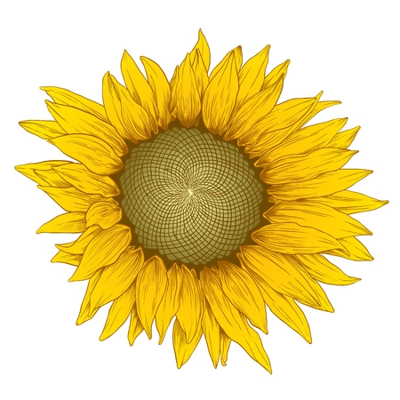 Vector colored sunflower in vintage engraving style on white.のイラスト素材