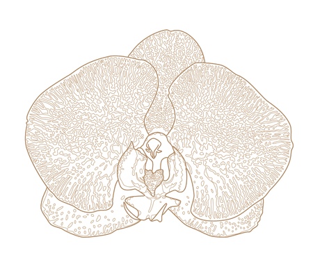 Vector illustration with orchid flowers in engraving style のイラスト素材