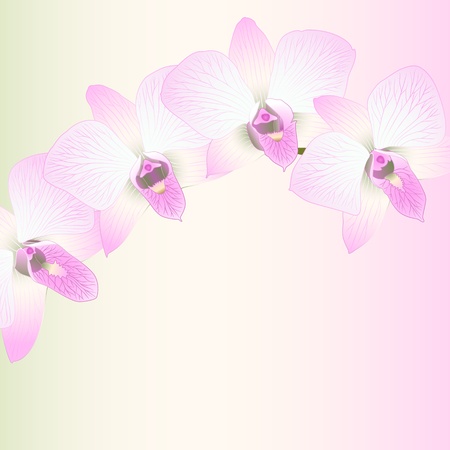 Vector illustration with orchid flowers のイラスト素材