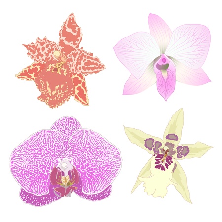 Vector illustration with orchid flowers のイラスト素材