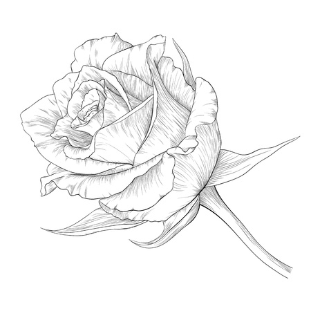 illustration with rose in vintage engraving style.のイラスト素材