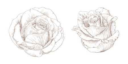  illustration with roses in vintage engraving style.のイラスト素材