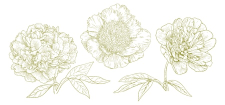 Three different vector peonies in vintage engraving style のイラスト素材
