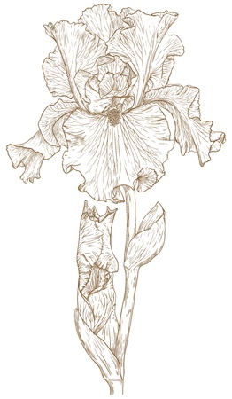 Vector illustration with iris in vintage engraving style.のイラスト素材