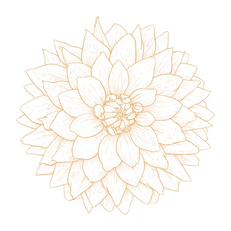 dahlia flower isolated on white background のイラスト素材