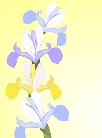  greeting card with blue and yellow iris のイラスト素材
