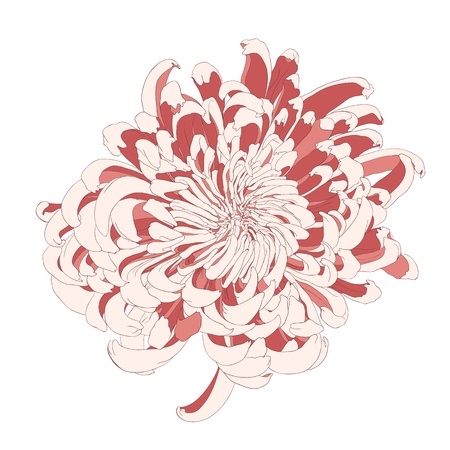 Vector chrysanthemum flower in vintage engraving style.のイラスト素材