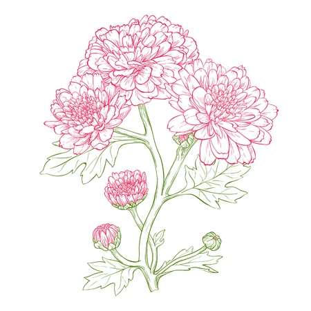 chrysanthemum flower in vintage engraving style.のイラスト素材